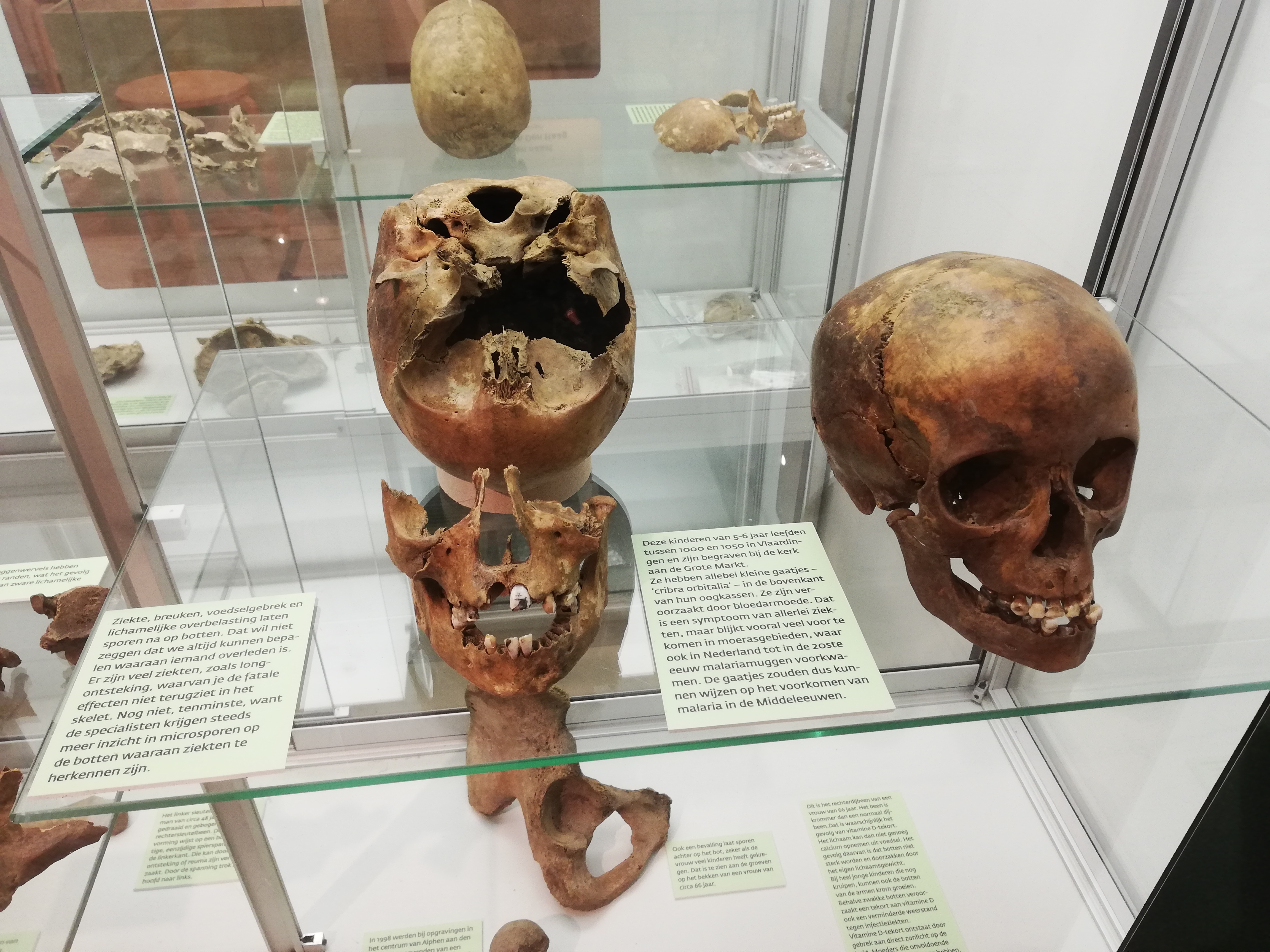 Tentoonstelling Oude botten nieuwe verhalen_03.jpg